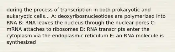 during the process of transcription in both prokaryotic and <a href='https://www.questionai.com/knowledge/kb526cpm6R-eukaryotic-cells' class='anchor-knowledge'>eukaryotic cells</a>... A: deoxyribosnucleotides are polymerized into RNA B: RNA leaves the nucleus through the nuclear pores C: mRNA attaches to ribosomes D: RNA transcripts enter the cytoplasm via the endoplasmic reticulum E: an RNA molecule is synthesized