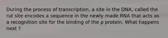 During the process of transcription, a site in the DNA, called the rut site encodes a sequence in the newly made RNA that acts as a recognition site for the binding of the ρ protein. What happens next ?