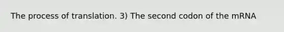 The process of translation. 3) The second codon of the mRNA