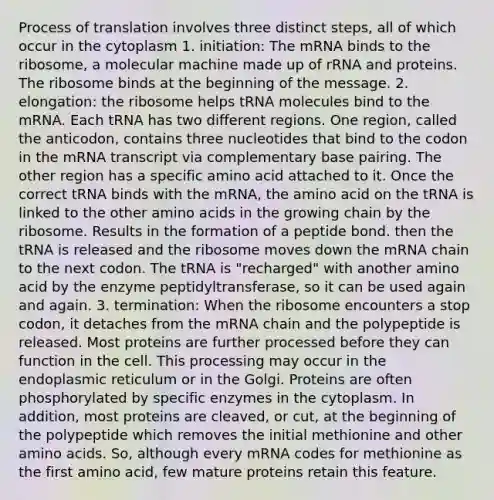 Process of translation involves three distinct steps, all of which occur in the cytoplasm 1. initiation: The mRNA binds to the ribosome, a molecular machine made up of rRNA and proteins. The ribosome binds at the beginning of the message. 2. elongation: the ribosome helps tRNA molecules bind to the mRNA. Each tRNA has two different regions. One region, called the anticodon, contains three nucleotides that bind to the codon in the mRNA transcript via complementary base pairing. The other region has a specific amino acid attached to it. Once the correct tRNA binds with the mRNA, the amino acid on the tRNA is linked to the other amino acids in the growing chain by the ribosome. Results in the formation of a peptide bond. then the tRNA is released and the ribosome moves down the mRNA chain to the next codon. The tRNA is "recharged" with another amino acid by the enzyme peptidyltransferase, so it can be used again and again. 3. termination: When the ribosome encounters a stop codon, it detaches from the mRNA chain and the polypeptide is released. Most proteins are further processed before they can function in the cell. This processing may occur in the endoplasmic reticulum or in the Golgi. Proteins are often phosphorylated by specific enzymes in the cytoplasm. In addition, most proteins are cleaved, or cut, at the beginning of the polypeptide which removes the initial methionine and other amino acids. So, although every mRNA codes for methionine as the first amino acid, few mature proteins retain this feature.