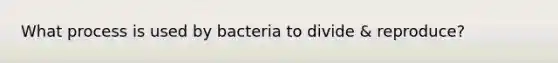 What process is used by bacteria to divide & reproduce?