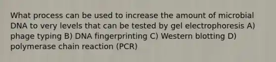 What process can be used to increase the amount of microbial DNA to very levels that can be tested by gel electrophoresis A) phage typing B) DNA fingerprinting C) Western blotting D) polymerase chain reaction (PCR)