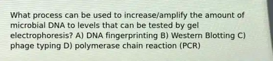 What process can be used to increase/amplify the amount of microbial DNA to levels that can be tested by gel electrophoresis? A) DNA fingerprinting B) Western Blotting C) phage typing D) polymerase chain reaction (PCR)