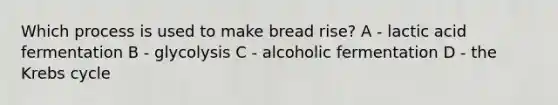 Which process is used to make bread rise? A - lactic acid fermentation B - glycolysis C - alcoholic fermentation D - the Krebs cycle