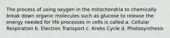 The process of using oxygen in the mitochondria to chemically break down organic molecules such as glucose to release the energy needed for life processes in cells is called a. Cellular Respiration b. Electron Transport c. Krebs Cycle d. Photosynthesis