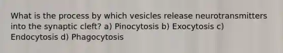 What is the process by which vesicles release neurotransmitters into the synaptic cleft? a) Pinocytosis b) Exocytosis c) Endocytosis d) Phagocytosis