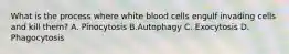 What is the process where white blood cells engulf invading cells and kill them? A. Pinocytosis B.Autophagy C. Exocytosis D. Phagocytosis