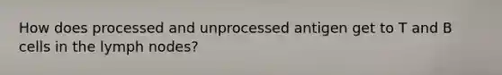 How does processed and unprocessed antigen get to T and B cells in the lymph nodes?