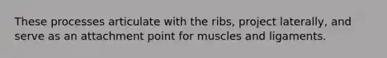 These processes articulate with the ribs, project laterally, and serve as an attachment point for muscles and ligaments.