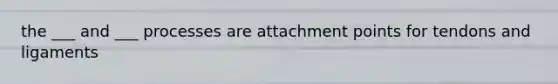 the ___ and ___ processes are attachment points for tendons and ligaments