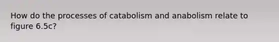 How do the processes of catabolism and anabolism relate to figure 6.5c?