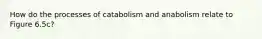 How do the processes of catabolism and anabolism relate to Figure 6.5c?