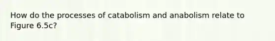 How do the processes of catabolism and anabolism relate to Figure 6.5c?