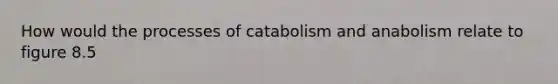 How would the processes of catabolism and anabolism relate to figure 8.5