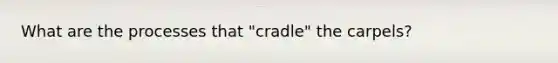 What are the processes that "cradle" the carpels?