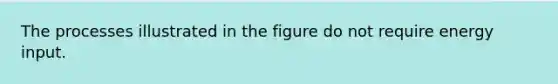 The processes illustrated in the figure do not require energy input.