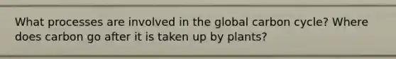 What processes are involved in the global carbon cycle? Where does carbon go after it is taken up by plants?