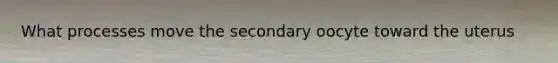 What processes move the secondary oocyte toward the uterus