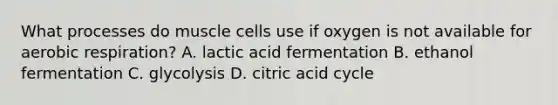 What processes do muscle cells use if oxygen is not available for <a href='https://www.questionai.com/knowledge/kyxGdbadrV-aerobic-respiration' class='anchor-knowledge'>aerobic respiration</a>? A. lactic acid fermentation B. ethanol fermentation C. glycolysis D. citric acid cycle