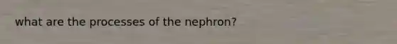 what are the processes of the nephron?