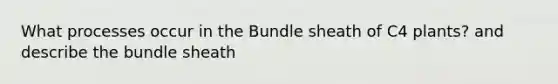 What processes occur in the Bundle sheath of C4 plants? and describe the bundle sheath