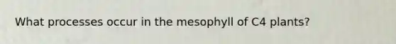 What processes occur in the mesophyll of C4 plants?