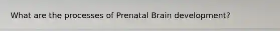 What are the processes of Prenatal Brain development?