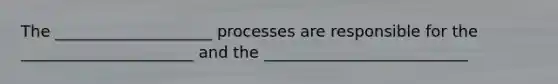 The ____________________ processes are responsible for the ______________________ and the __________________________