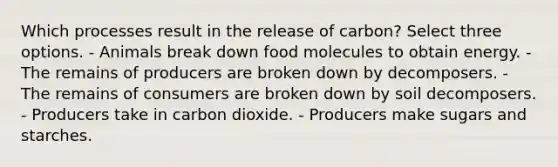 Which processes result in the release of carbon? Select three options. - Animals break down food molecules to obtain energy. - The remains of producers are broken down by decomposers. - The remains of consumers are broken down by soil decomposers. - Producers take in carbon dioxide. - Producers make sugars and starches.