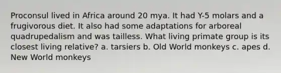 Proconsul lived in Africa around 20 mya. It had Y-5 molars and a frugivorous diet. It also had some adaptations for arboreal quadrupedalism and was tailless. What living primate group is its closest living relative? a. tarsiers b. Old World monkeys c. apes d. New World monkeys