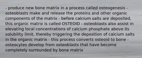 - produce new bone matrix in a process called osteogenesis -osteoblasts make and release the proteins and other organic components of the matrix - before calcium salts are deposited, this organic matrix is called OSTEOID - osteoblasts also assist in elevating local concentrations of calcium phosphate above its solubility limit, thereby triggering the deposition of calcium salts in the organic matrix - this process converts osteoid to bone - osteocytes develop from osteoblasts that have become completely surrounded by bone matrix