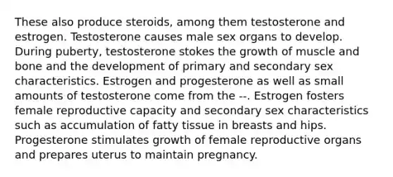 These also produce steroids, among them testosterone and estrogen. Testosterone causes male sex organs to develop. During puberty, testosterone stokes the growth of muscle and bone and the development of primary and secondary sex characteristics. Estrogen and progesterone as well as small amounts of testosterone come from the --. Estrogen fosters female reproductive capacity and secondary sex characteristics such as accumulation of fatty tissue in breasts and hips. Progesterone stimulates growth of female reproductive organs and prepares uterus to maintain pregnancy.