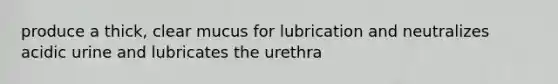 produce a thick, clear mucus for lubrication and neutralizes acidic urine and lubricates the urethra