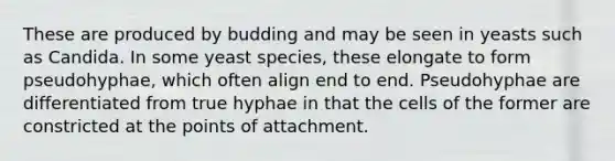 These are produced by budding and may be seen in yeasts such as Candida. In some yeast species, these elongate to form pseudohyphae, which often align end to end. Pseudohyphae are differentiated from true hyphae in that the cells of the former are constricted at the points of attachment.
