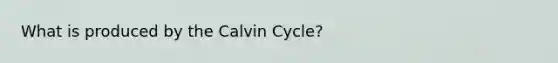 What is produced by the Calvin Cycle?