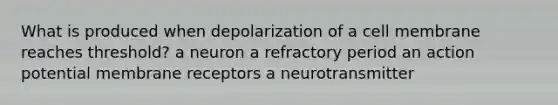 What is produced when depolarization of a cell membrane reaches threshold? a neuron a refractory period an action potential membrane receptors a neurotransmitter