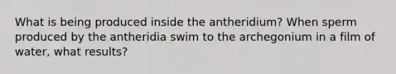 What is being produced inside the antheridium? When sperm produced by the antheridia swim to the archegonium in a film of water, what results?