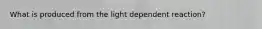 What is produced from the light dependent reaction?