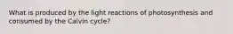 What is produced by the light reactions of photosynthesis and consumed by the Calvin cycle?