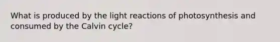 What is produced by the light reactions of photosynthesis and consumed by the Calvin cycle?