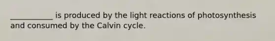 ___________ is produced by the light reactions of photosynthesis and consumed by the Calvin cycle.