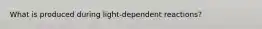 What is produced during light-dependent reactions?
