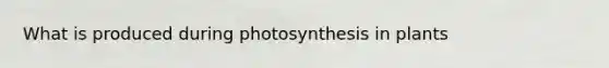 What is produced during photosynthesis in plants