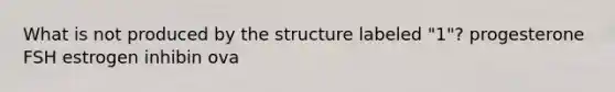 What is not produced by the structure labeled "1"? progesterone FSH estrogen inhibin ova