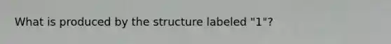 What is produced by the structure labeled "1"?