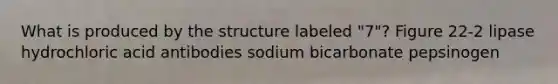 What is produced by the structure labeled "7"? Figure 22-2 lipase hydrochloric acid antibodies sodium bicarbonate pepsinogen