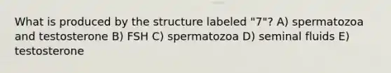 What is produced by the structure labeled "7"? A) spermatozoa and testosterone B) FSH C) spermatozoa D) seminal fluids E) testosterone