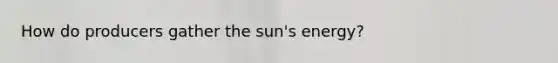 How do producers gather the sun's energy?