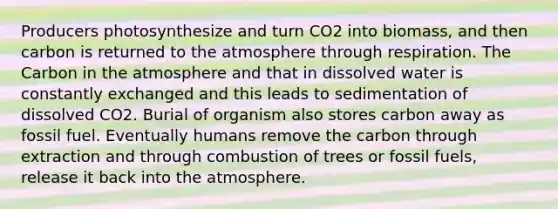 Producers photosynthesize and turn CO2 into biomass, and then carbon is returned to the atmosphere through respiration. The Carbon in the atmosphere and that in dissolved water is constantly exchanged and this leads to sedimentation of dissolved CO2. Burial of organism also stores carbon away as fossil fuel. Eventually humans remove the carbon through extraction and through combustion of trees or fossil fuels, release it back into the atmosphere.