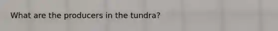 What are the producers in the tundra?